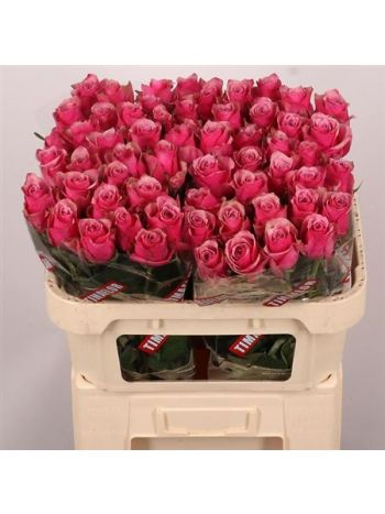 R GR MAJESTIC ATHENA 70CM