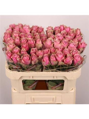 R GR ATHENA ROYALE 70CM