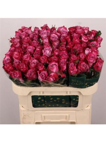 R GR DEEP PURPLE 70CM