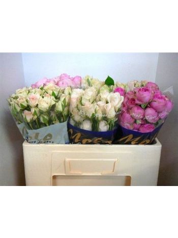 R TR5 GEM IN FUST *60