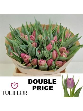 TU DU DOUBLE PRICE
