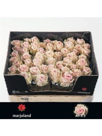 R GR LOVELY DOLOMIT@ 70CM