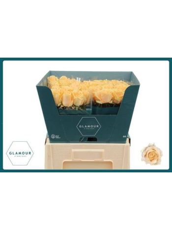 R GR AVALANCHE PEACH 60CM