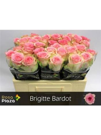 R GR5 BRIGITTE BARDOT