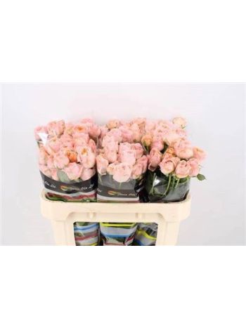 R TR GEORGIA PEACH 70CM