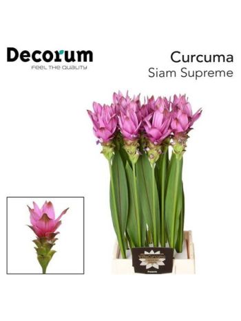 CURC AL SIAM SUPREME
