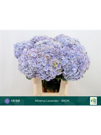 HYDR M MY MINERVA 80CM