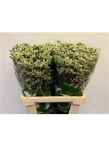 LIM SIN SEN P COLADA 60CM