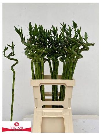 DRAC S LUCKY BAMBOO