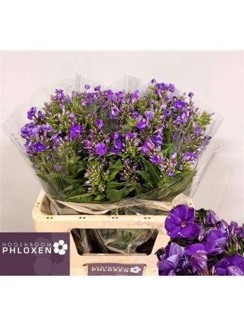 PHLOX P CRISSY