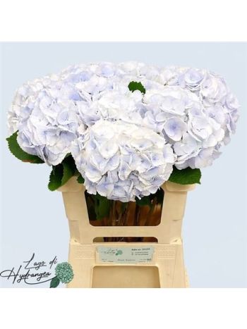 HYDR M ROY SURPRISE 60CM