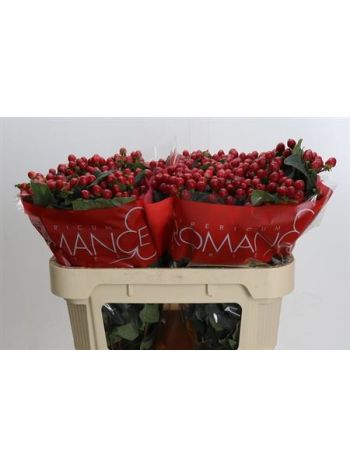 HYP TRUE ROMANCE 70CM