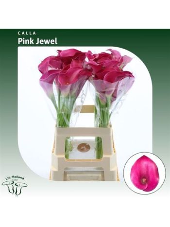 ZANT PINK JEWEL 65CM