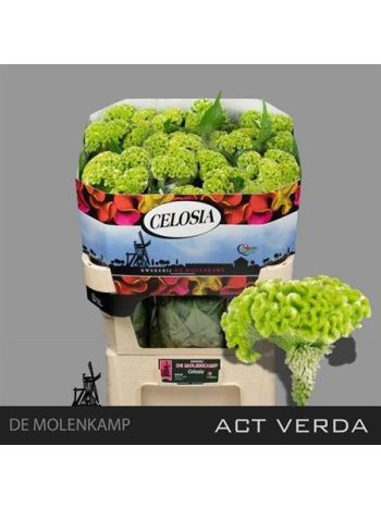 CEL C ACT VERDA - GREEN