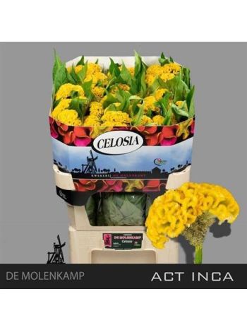 CEL C ACT INCA - YELLOW