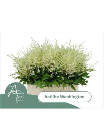 ASTIL JA WHASINGTHON