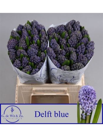 HYAC DELFT BLUE