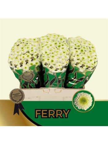 CHR SAN FERRY