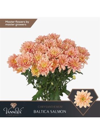 CHR T  SZ!! BALTICA SALMON