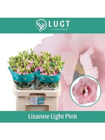 EUS G LISANNE L PINK