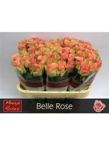 R GR BELLE ROSE 70CM