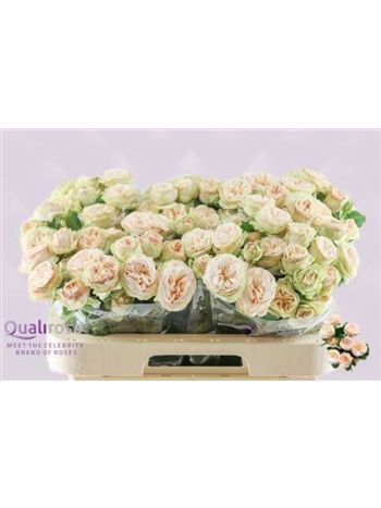 R TR GEN TRENDSETTER 60CM