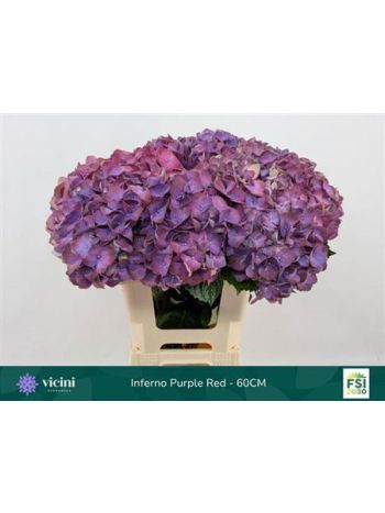 HYDR M MY INFERNO 60CM