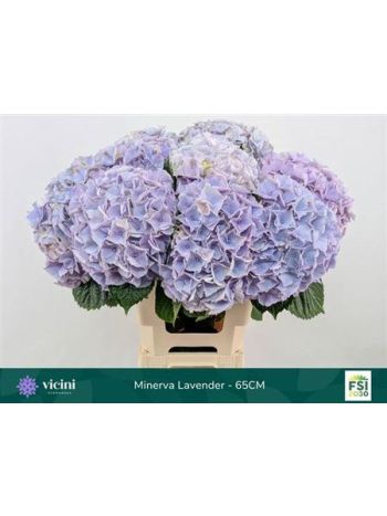 HYDR M MY MINERVA 65CM