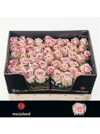 R GR SWEET DOLOMITI@ 70CM