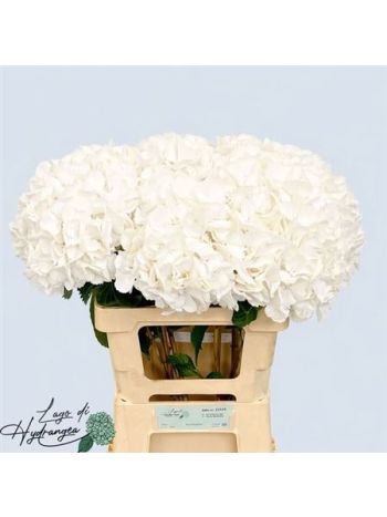 HYDR M SCHNEEBALL 60CM