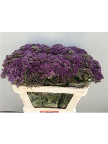 TRACH PU LAKE MICHIG