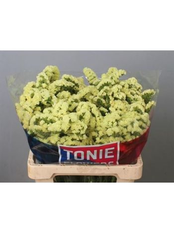 LIM S YELLO SUN BIRD 60CM