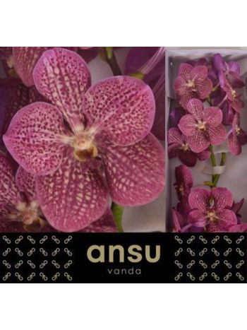 VANDA NI TROPI PUNCH