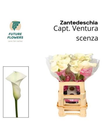 ZANT CAPT VENTURA 60CM