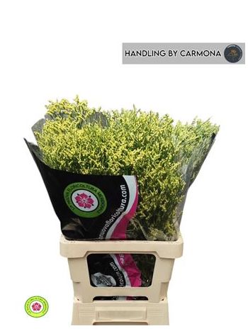 LIM SIN CHINA YELLOW 75CM