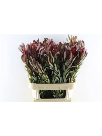 LEUCAD SAF SUNSET 80CM