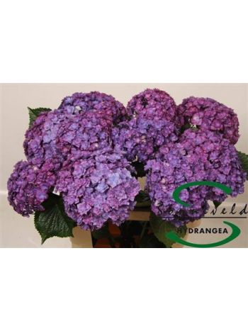 HYDR M ROY ANASTA RS 60CM