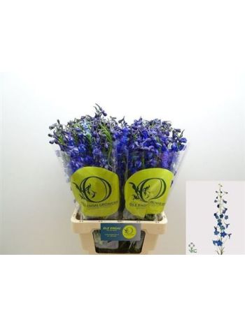 DELPH EN VOLKERFRIED