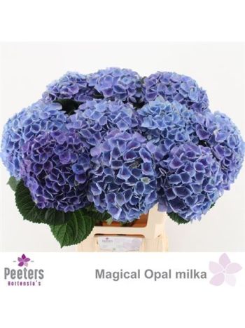 HYDR M MAG OPAL 60CM