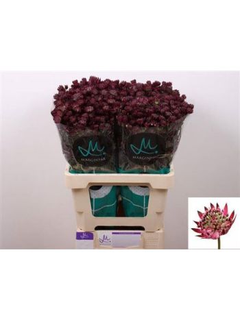 ASTR STAR OF LOVE 60CM