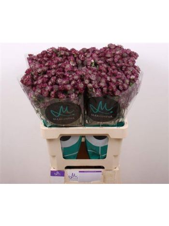 ASTR STAR OF DESIRE 60CM