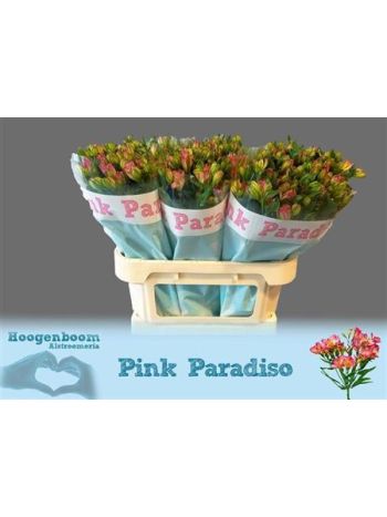 ALSTR  PINK PARADISO