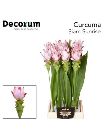 CURC AL SIAM SUNRISE