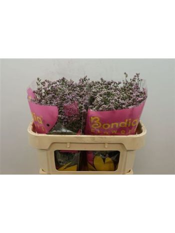 LIM SAF OSHI PINK 70CM