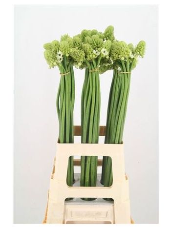 ORNIT SAUNDERSIAE 75CM