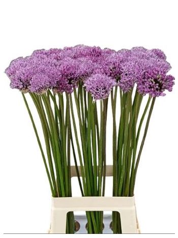 ALLIUM GLADIATOR