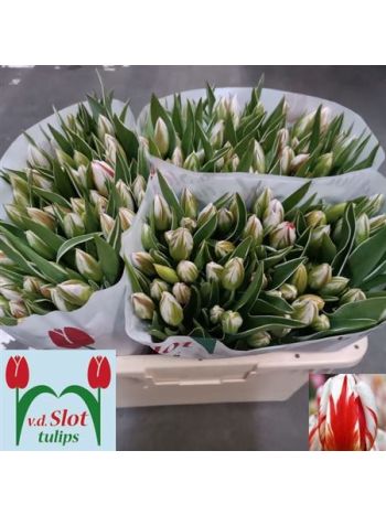 TU EN HAPPY GENERATI