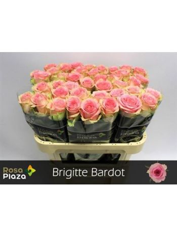 R GR BRIGITTE BARDOT 70CM