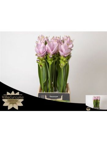 CURC AL SIAM SPLENDI