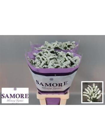 LIM S SILV SUN BIRDS 70CM